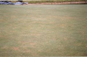 炭そ病の芝生の写真